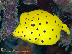 Cute little Boxfish (Ostracion cubicus) - (Canon G9, Inon... by Marco Waagmeester 